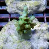 [TodoMarino.com] frags SPS en ​​stock ! ( Algunos )