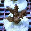 [TodoMarino.com] frags SPS en ​​stock ! ( Algunos )