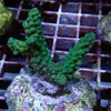 [TodoMarino.com] frags SPS en ​​stock ! ( Algunos )
