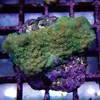 [TodoMarino.com] frags SPS en ​​stock ! ( Algunos )