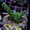 [TodoMarino.com] frags SPS en ​​stock ! ( Algunos )