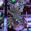 [TodoMarino.com] frags SPS en ​​stock ! ( Algunos )