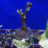 [TodoMarino.com] frags SPS en ​​stock ! ( Algunos )