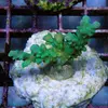 [TodoMarino.com] frags SPS en ​​stock ! ( Algunos )