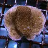 [TodoMarino.com] frags SPS en ​​stock ! ( Algunos )