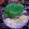 [TodoMarino.com] frags SPS en ​​stock ! ( Algunos )