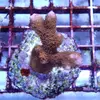 [TodoMarino.com] frags SPS en ​​stock ! ( Algunos )