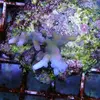 [TodoMarino.com] frags SPS en ​​stock ! ( Algunos )