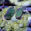 [TodoMarino.com] frags SPS en ​​stock ! ( Algunos )