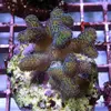 [TodoMarino.com] frags SPS en ​​stock ! ( Algunos )