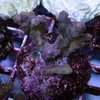 [TodoMarino.com] frags SPS en ​​stock ! ( Algunos )