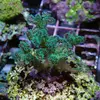 [TodoMarino.com] frags SPS en ​​stock ! ( Algunos )