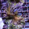 [TodoMarino.com] frags SPS en ​​stock ! ( Algunos )