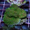 [TodoMarino.com] frags SPS en ​​stock ! ( Algunos )