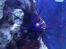 [TodoMarino.com] Nuevo-  nano marine ocean free 96