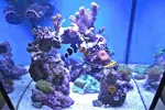 [TodoMarino.com] Mi primer acuario: cubo de 90l