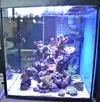 [TodoMarino.com] Mi primer acuario: cubo de 90l