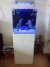 [TodoMarino.com] Open reef blau 91 litros ¿cuantos somos ?