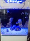[TodoMarino.com] Open reef blau 91 litros ¿cuantos somos ?