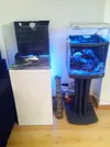 [TodoMarino.com] Open reef blau 91 litros ¿cuantos somos ?