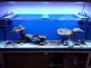 [TodoMarino.com] aquascaping 360 litros desde cero