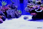 [TodoMarino.com] .....:::::::: Seadreams :::::::::.....