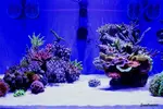 [TodoMarino.com] .....:::::::: Seadreams :::::::::.....