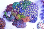 [TodoMarino.com] .....:::::::: Seadreams :::::::::.....