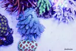 [TodoMarino.com] .....:::::::: Seadreams :::::::::.....
