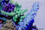 [TodoMarino.com] .....:::::::: Seadreams :::::::::.....