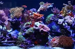 [TodoMarino.com] Nueva LLEGADA MARINOS :D
