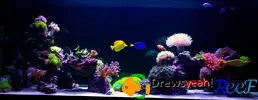 [TodoMarino.com] °◦Ｄｒｅｗｓʏᴇᴀʜℛℯℯℱ