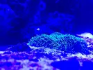 [TodoMarino.com] Nuevo-  nano marine ocean free 96
