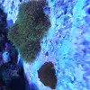 [TodoMarino.com] Nuevo-  nano marine ocean free 96