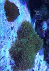 [TodoMarino.com] Nuevo-  nano marine ocean free 96