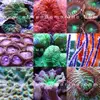 [TodoMarino.com] Nueva LLEGADA MARINOS :D