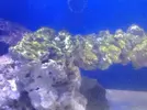 [TodoMarino.com] Alga verde. Anti fosfato?