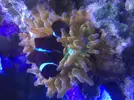 [TodoMarino.com] Compro peces marinos