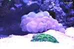 [TodoMarino.com] WikiReef - El regreso