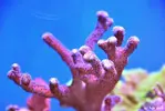 [TodoMarino.com] WikiReef - El regreso