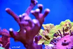 [TodoMarino.com] WikiReef - El regreso