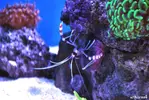 [TodoMarino.com] WikiReef - El regreso