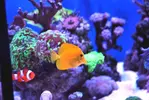 [TodoMarino.com] WikiReef - El regreso