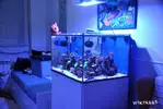 [TodoMarino.com] WikiReef - El regreso