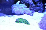 [TodoMarino.com] WikiReef - El regreso