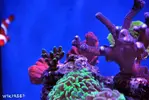 [TodoMarino.com] WikiReef - El regreso