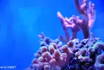 [TodoMarino.com] WikiReef - El regreso