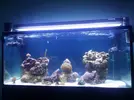 [TodoMarino.com] Mi reef