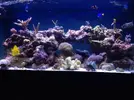 [TodoMarino.com] Mi reef