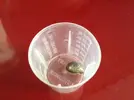 [TodoMarino.com] Que es esta lapa que ronda por mi acaurio?